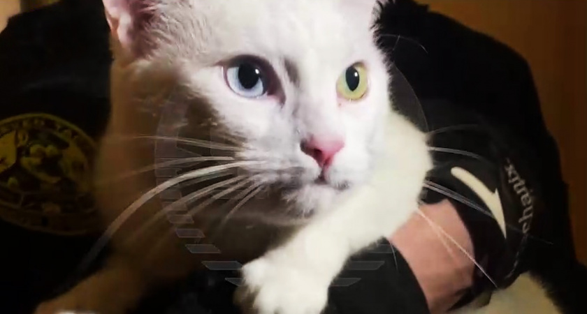 «Крики животного раздавались из-за закрытой двери» Кот по имени Барон пробыл в квартире один почти целую неделю. Где был хозяин (ВИДЕО)