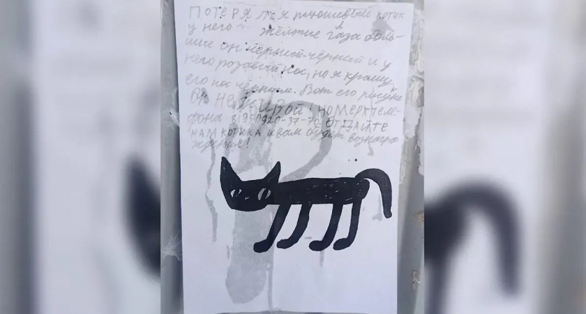 «Помогите найти черного-черного котика. Он не живой» трагическая история пропажи в городе Пермь
