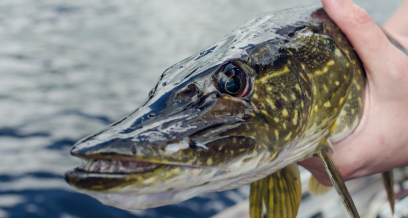 В каких местах в Калининградской области можно рассчитывать на крупный улов. Местные рыбаки поделились секретом