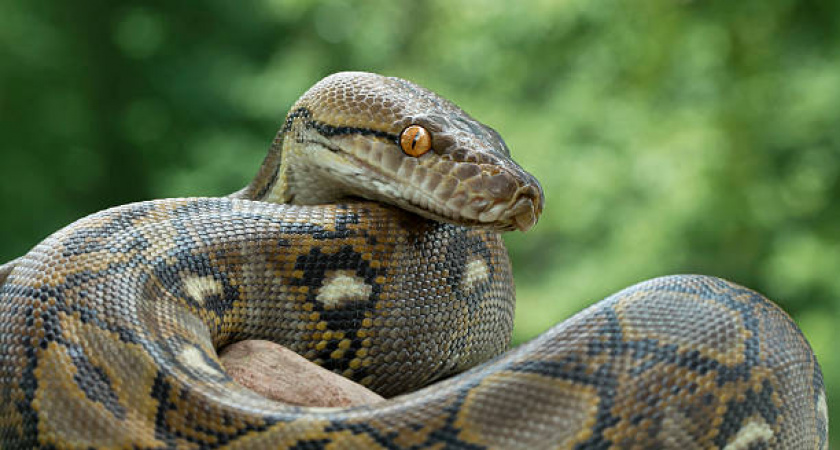 «Она была толщиной с автомобильную шину, длиной почти 8 метров» - кого обнаружили ученые в лесах Амазонки (ВИДЕО) 