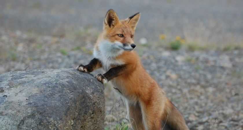 Ходить в Калининградские леса стало опаснее. Какие опасные заболевания нашли у животных в регионе
