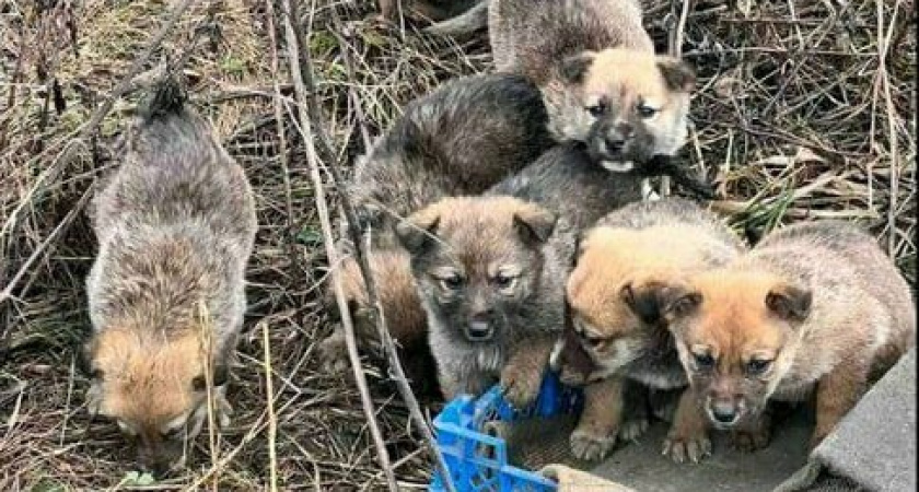 Ищем добрые руки. В Ново-Дорожном поселке неизвестные оставили коробку с щенками