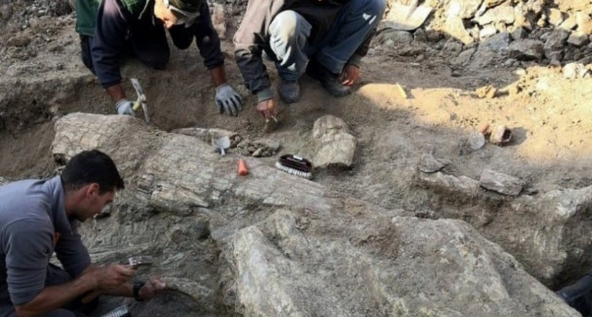 Ученые обнаружили остатки древнего леса в Великобритании, возраст которого 390 миллионов лет