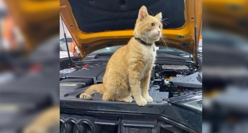 «Официальное трудоустройство, стабильный оклад и даже медицинская страховка» - в автосервисе Твери очень необычный сотрудник 