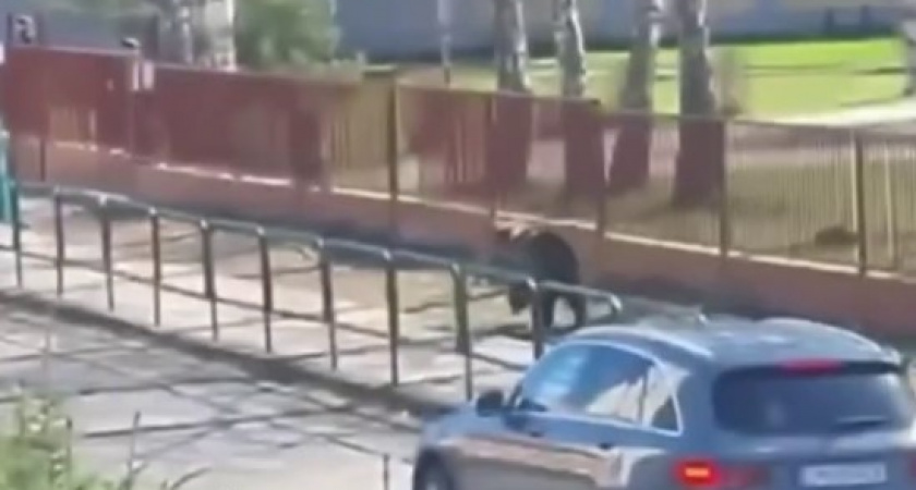 А они еще говорили, что в России по улицам медведи гуляют: в Словакии хищник дважды напал на людей (ВИДЕО)