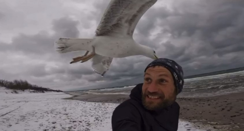 Чайки оголодали до такой степени, что начали нападать на шапки. Зеленоградская птица-воровка попалась на камеру (ВИДЕО)