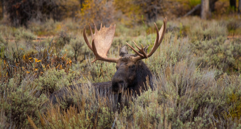 Бобров и лосей на Куршской косе стало меньше: сотрудники подсчитали животных, обитающих в заповеднике