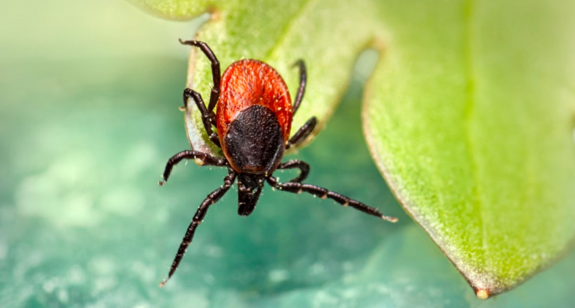 Врач рассказала, какие симптомы могут указывать на то, что вы заразились опасной болезнью от клеща