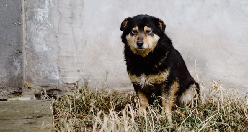 Должен был приехать губернатор, а поэтому глава сельсовета сделала с бедным щенком это...