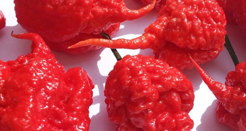 Целый месяц ел самый острый перец житель Волгоградской области, к чему это привело 