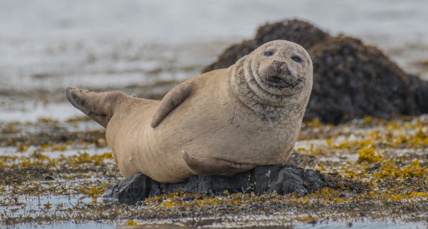Сколько тюленей удалось встретить волонтерам на побережье Балтийского моря в Калининградской области 