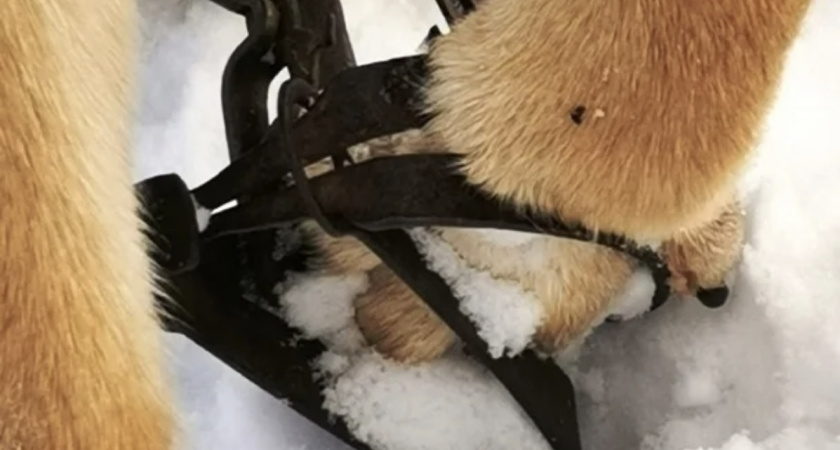 В Неманском районе неадекватный мужчина  устроил расправу над собакамия