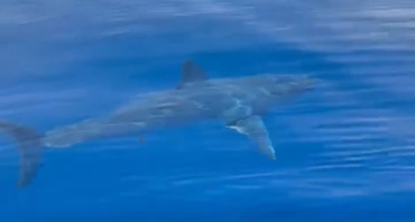 У берегов египетской Хургады агрессивная акула Мако держит в страхе многих туристов (ВИДЕО) 