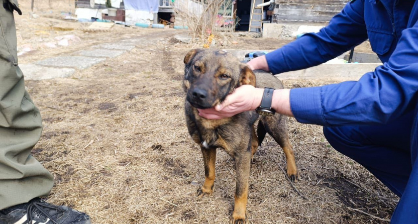 Спасла жизнь в буквальном смысле. В Приморье дворняга всю ночь оберегала и грела шестилетнего ребенка, который заблудился в лесу 