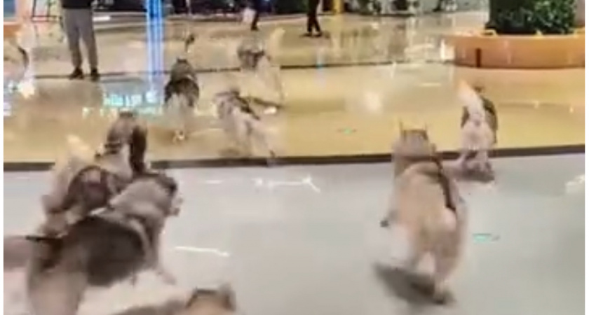 В Китае из зоокафе сбежало более 100 собак, псы около часа радостно бегали по всему ТЦ (ВИДЕО) 