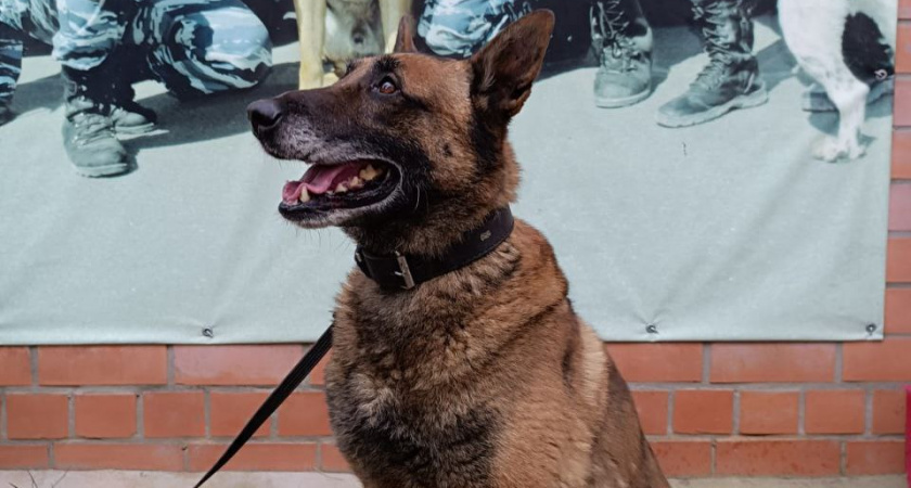 В полиции служебного пса по кличке «Шмель» отправляют на пенсию и ищут владельца