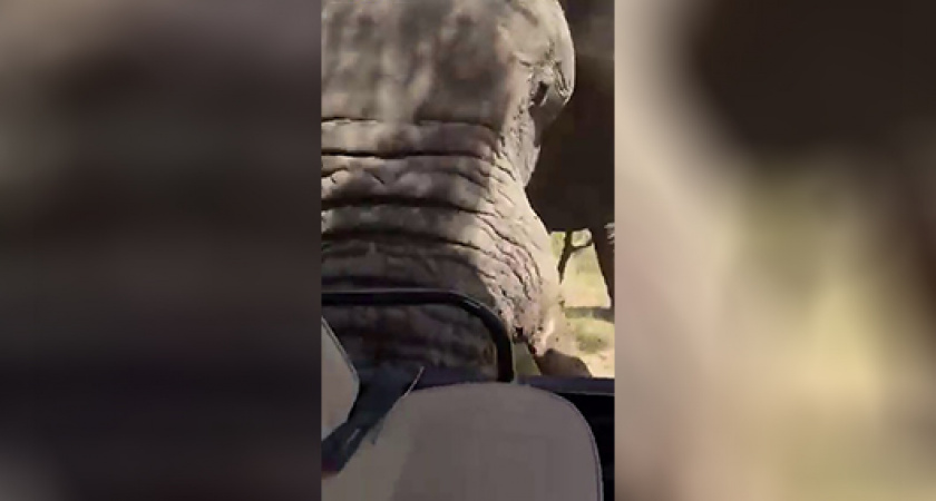 В Африке свои законы: как агрессивный слон чуть не погубил группу туристов (ВИДЕО)