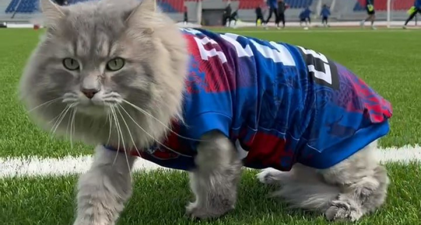 Кот и Красноярский футбольный клуб подписали контракт на официальное вступление в команду 