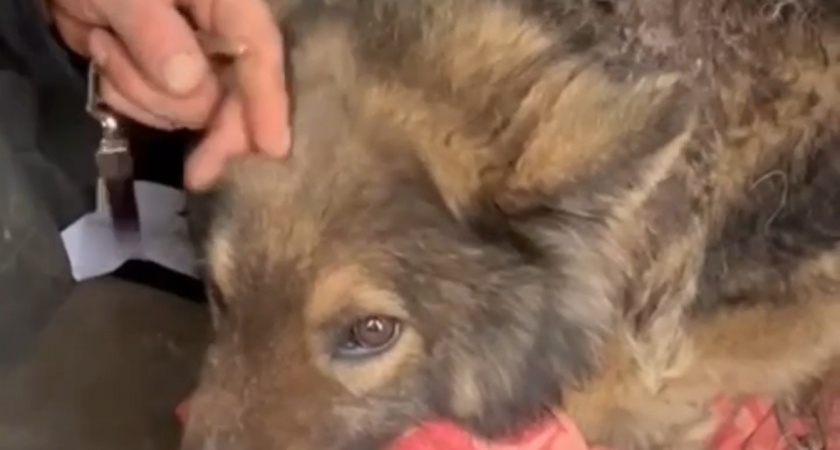 Волонтеры из Калининграда спасают собаку, в ее шею вросла железная цепь (ВИДЕО) 