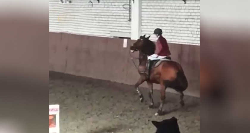 «Разве это про спорт, доверие и гуманность» Что такого натворила российская всадница, которую теперь хотят лишить всех наград и званий (ВИДЕО)