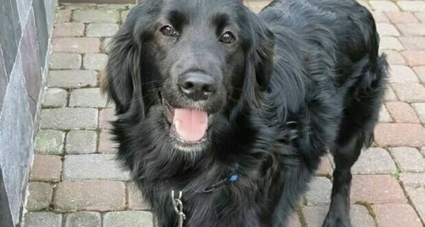 Без еды и воды. Почти неделю черный ретривер в Пионерском оставался закрытый в заброшенном доме 