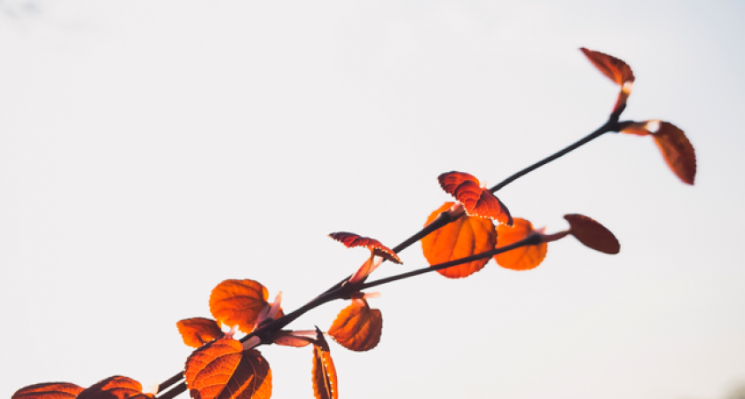 Синоптики рассказали, что можно ждать сегодня от калининградской погоды