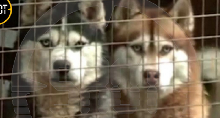 Волонтеры ищут способы, чтобы спасти от наводнения 40 собак (ВИДЕО)