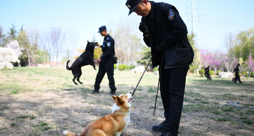 Самый милый полицейский. В Китае впервые в истории заступил на службу пес породы корги