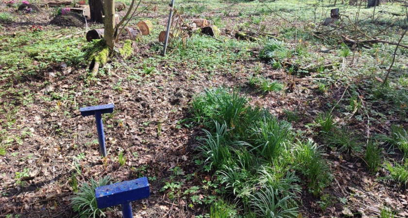 Жители Калининграда жалуются, что на старом кладбище в конце Камской происходит осквернение могил