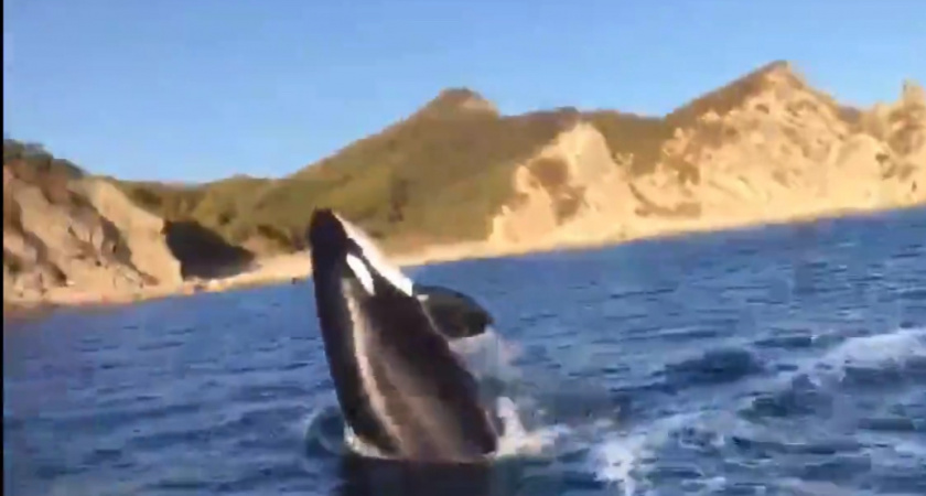 «Мы как в дельфинарии» в бухте Приморья рыбаки встретили целую стаю косаток (ВИДЕО) 