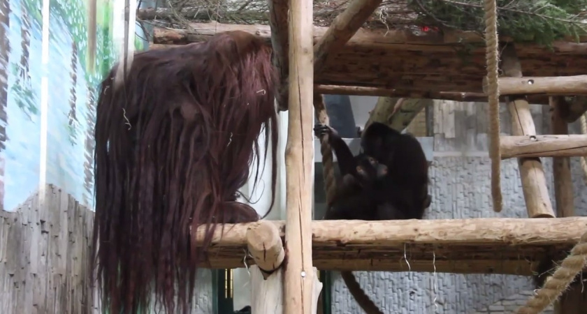 «Антон смущенно тыкает Нону палочкой» Все, как у людей: в Калининградском зоопарке показали орангутанов и рассказали про их сложные отношения (ВИДЕО)