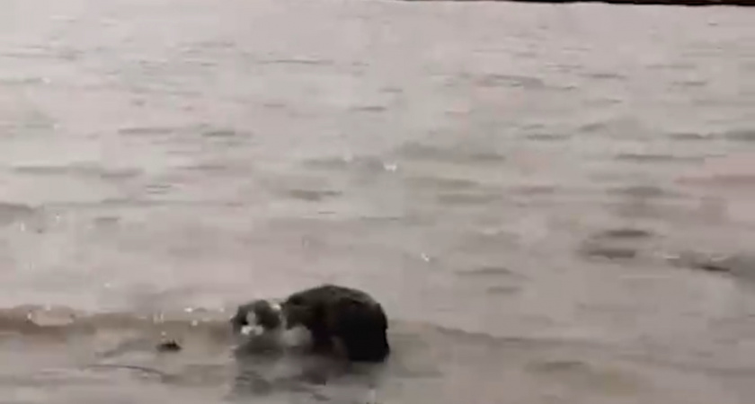 Эпичное спасение котика. Местные жители в Оренбурге в буквальном смысле достали кота из воды( ВИДЕО)