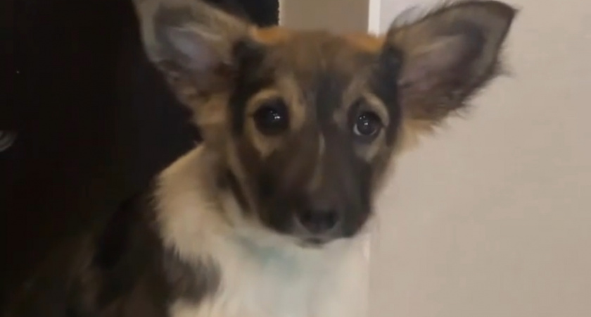 «Добьюсь правосудия  любой ценой!»в Иркутске убили знаменитую  собаку , героя соцсетей - Йосю. Хозяйка ищет справедливости( ВИДЕО) 