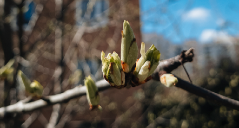 Сегодня в Калининграде будет не очень комфортная погода