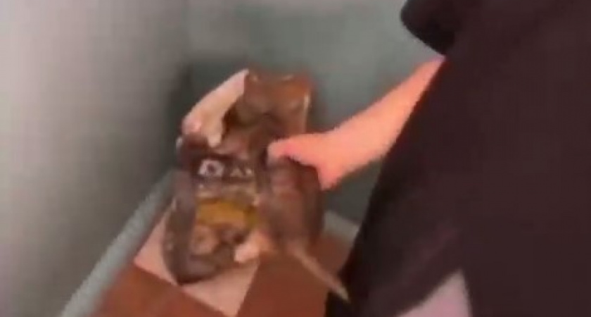 Без сожаления и жалости: что сделали дети в Лотошино с бедным котенком, который выжил после падения на козырек (ВИДЕО, ЖЕСТКИЕ КАДРЫ)