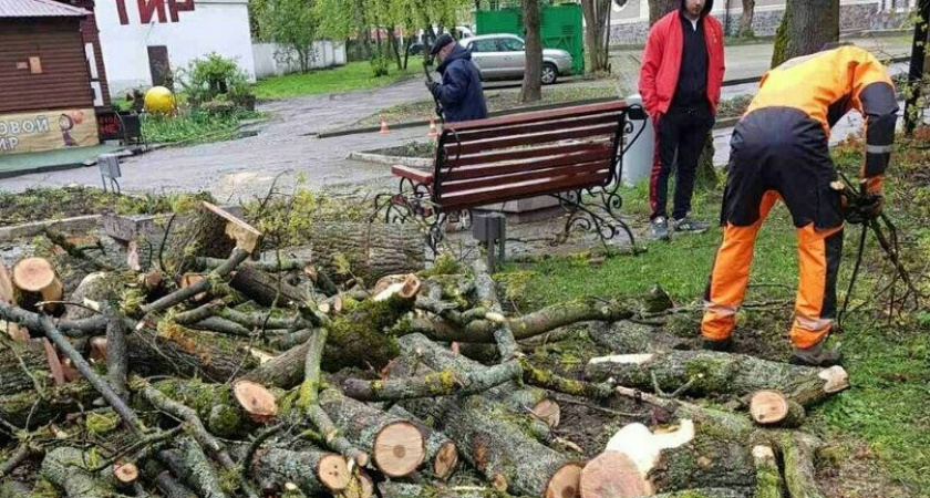 Как сейчас обстоит ситуация с раздачей бесплатных дров в Центральном парке в Калининграде