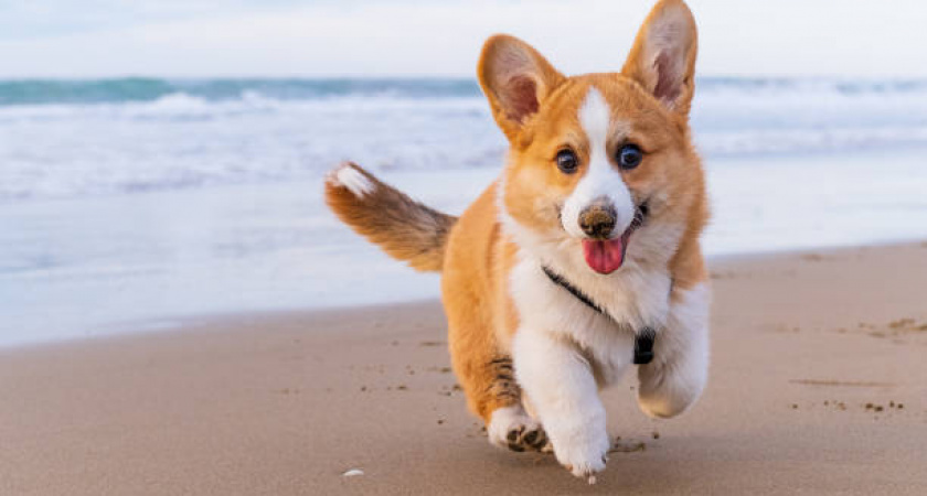 «Он был в голубых шортах и белой футболке, собака породы Корги». Калининградка очень просит найти своего спасителя