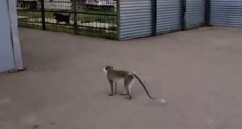 Джуманджи по-амурски: мартышка сеет хаос в частном секторе (ВИДЕО)