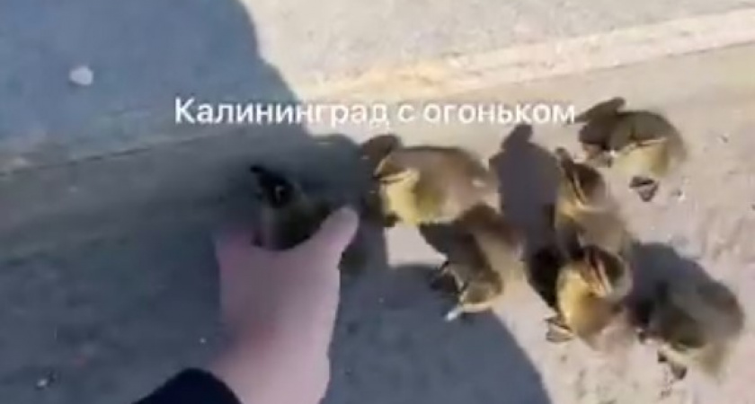 В мире не без добрых людей: как неравнодушные калининградцы помогли утятам на трассе (ВИДЕО)