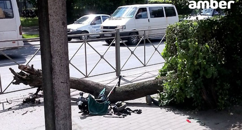 ЧП в Черняховске: рухнувшая ветка дерева едва не убила маленького ребенка