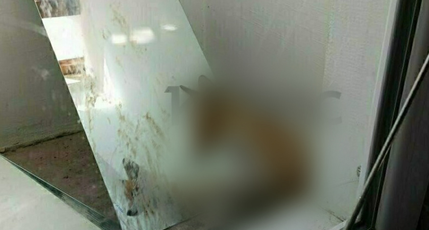 «Вижу — он там сидит на меня смотрит» Эта неожиданная находка поразила сотрудников одной из школ в Светлогорске (ФОТО)