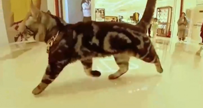 Что научился делать кот из Китая и даже попал за это в «книгу рекордов Гиннеса» (ВИДЕО) 