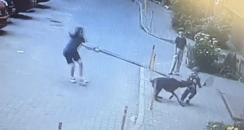 Жуткое нападение собаки в Калининграде попало на камеры наблюдения (ВИДЕО)