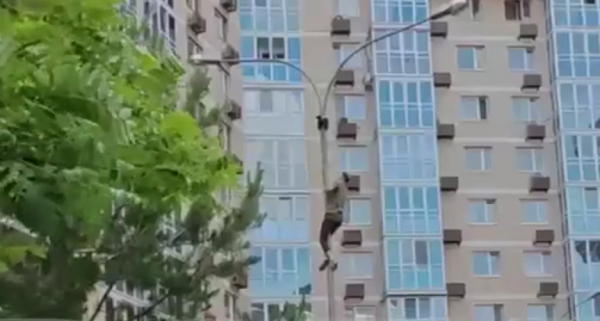 Москвич рискует жизнью, чтобы освободить ворону из ловушки (ВИДЕО)