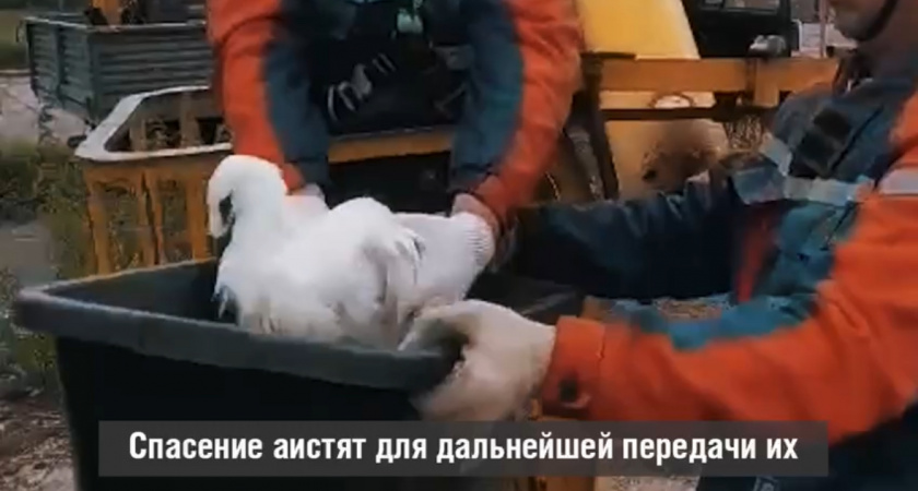 Трех аистят в поселке Заовражном спасли от голодной смерти (ВИДЕО)