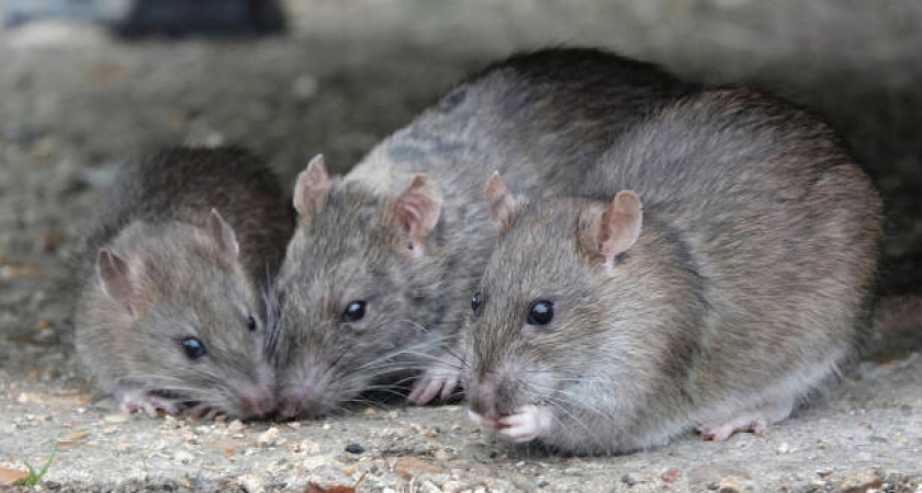 Виновные понесут ответственность! Что известно о ситуации с грызунами в областной больнице Калининграда 