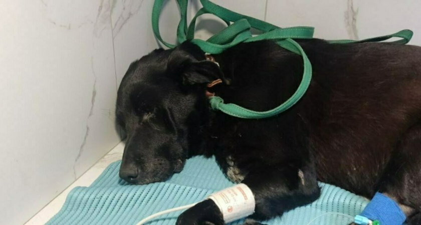 Дворник из Славска пожертвовал абсолютно все свои сбережения на лечения своей собаки