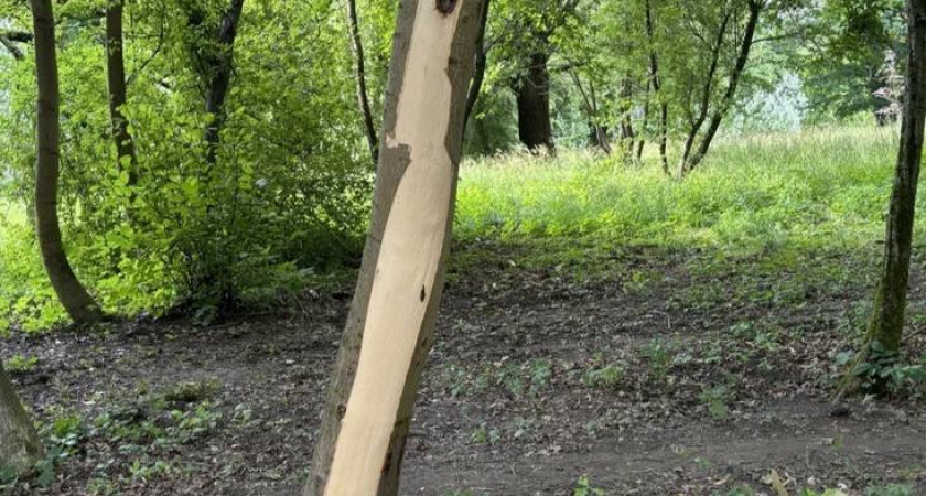 «Просто сняли, как кусок кожи». С живого клена в парке Макса Ашманна кто-то сильно повредил кору 