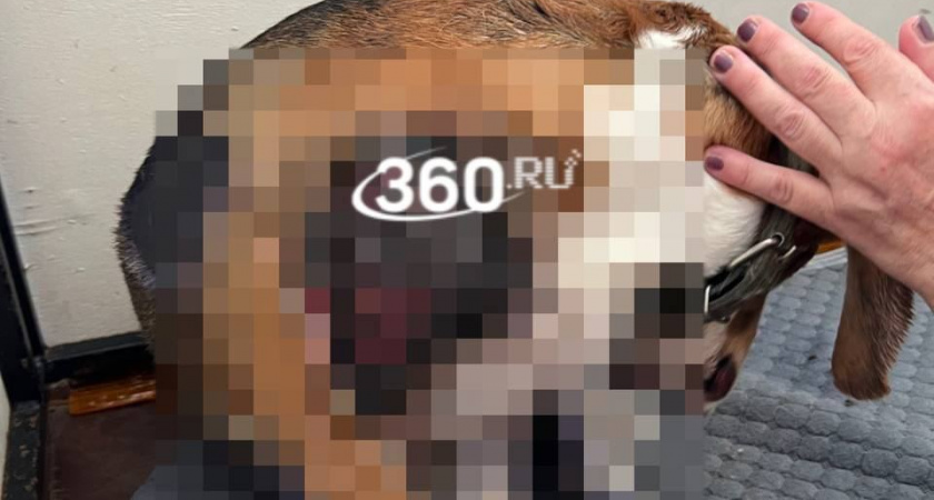 Жесткие кадры с издевательством над собакой засняли жители Калуги (ВИДЕО)