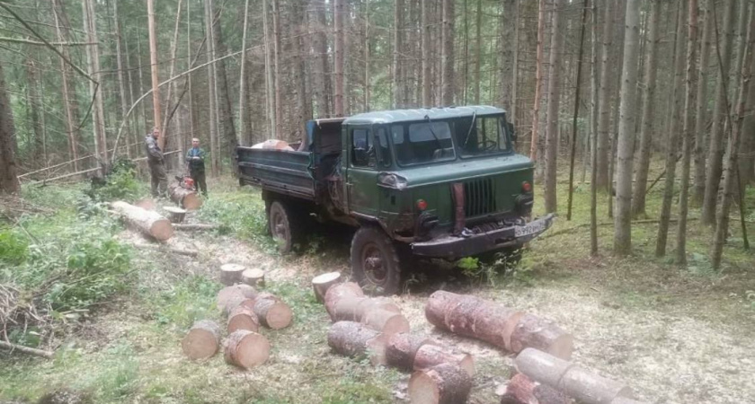 В нацпарке «Виштынецкий» задержали троих местных жителей за незаконную вырубку леса .